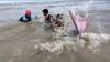 Viral, Lumba-Lumba Terdampar di Pantai Songka Palopo