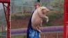 Babi Dipaksa Bungee Jumping di China Picu Kemarahan Netizen dan Pemerhati Satwa