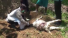  Ada Luka di Leher dan Perut, Belasan Kambing di Gunungkidul Mati Misterius