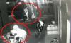Rekaman CCTV Aksi Pencuri Bersenjata Api di Lampung, Pelaku Curi 2 Motor