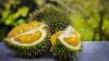 Festival Durian Dibatalkan, Pemkab Kayong Utara Pahami Situasi Covid