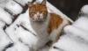 Indonesian Cat Association Kecam Keras Rumah Jagal Kucing di Medan