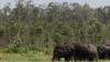 Gajah yang Serang Anggota TNI hingga Tewas Ternyata sedang Birahi
