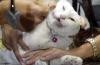 Giliran Kucing Peliharaan yang Terinfeksi Virus Corona