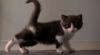 Keji, Satpam Mal Belai 9 Kucing lalu Bunuh Hewan Itu Pakai Pisau