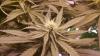 Negara Arab Ini Resmi Legalkan Ganja