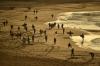 Lockdown di Australia Dilonggarkan, Ratusan Orang Serbu Pantai Sydney