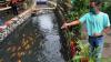 Dulu Penuh Sampah, Selokan di Cibenda Bogor Kini Dijadikan Tempat Budidaya Ikan - Bagian 1