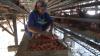 Harga Telur Anjlok, Peternak Ayam di Jombang Menjerit Rugi