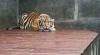   Ribuan Perempuan di Desa Ini Jadi Janda Gara-Gara Harimau