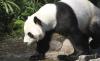Wabah Virus Corona, Kanada Pulangkan 2 Panda ke China