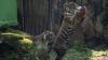 Aksi 2 Harimau Sumatera saat Siaran Langsung dari Taman Margasatwa Ragunan