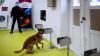 Prancis Latih Anjing Pelacak untuk Mendeteksi Virus Corona