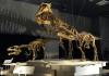 Peneliti Argentina Temukan Fosil Predator Besar dari Zaman Akhir Dinosaurus