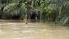 Lima Kecamatan di Aceh Utara Terendam Banjir akibat Sungai Meluap - Bagian 2