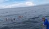 Kapal Samena Tenggelam di Pulau Buru Maluku, Belasan ABK Terombang-ambing di Laut