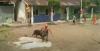 Babi Hutan Mengamuk akibat Kelaparan di Pemalang, 3 Warga Luka-Luka