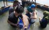 BKSDA Kalbar Lepasliarkan Dugong Tersangkut Jaring Nelayan di Perairan Kendawangan