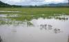 18.356 Hektare Lahan Pertanian di Kalsel Terancam Gagal Panen karena Banjir