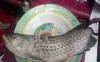 Viral Cerita Ikan Arwana Seharga Rp2 Juta Milik Pemuda Sukoharjo Digoreng Ayahnya