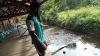Bukan di Sungai, Dermaga Keerom Dibangun di Lokasi Babi Hutan Cari Makan