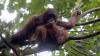 Orangutan Sumatera Mendadak Muncul di Hutan Danau Lau Kawar Gunung Sinabung