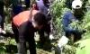 Polisi Temukan Ladang Ganja di Padang Pariaman, Pemilik Masih DPO