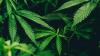  Israel Semakin Dekat Sahkan UU Legalisasi Ganja