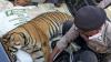 Tragis, Harimau Sumatera Ditemukan Mati akibat Racun di Perkebunan Aceh Selatan - Bagian 2