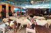 Protokol Penyembelihan Kurban Diperketat, Pengemasan Daging Jadi Perhatian