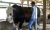 Sapi Raksasa di Tanah Datar Masuk Nominasi untuk Kurban Presiden Jokowi di Sumbar
