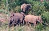 Rusak 70 Hektare Kebun, Puluhan Gajah Liar di Aceh Utara Diusir Pakai Mercon