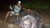 Wow, 5 Penyu Raksasa Bertelur di Pantai Raja Ampat