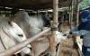 Jokowi Beli Sapi Simmental di Bantul untuk Hewan Kurban