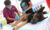 Hasil Uji Laboratorium, Anjing Serang 8 Warga Bandung Barat Positif Rabies