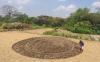 Mirip Crop Circle, Ladang di Klaten Jadi Perhatian Warga