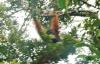 Jejak Orang Utan Ditemukan di Kalsel