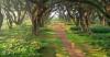 4 Keunikan Wisata saat New Normal di Hutan Lord of The Ring ala Banyuwangi