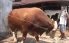 Presiden Jokowi Beli Sapi Kurban Rp90 Juta di Sragen, Bobot 1 Ton