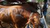 Dalil tentang Qurban dalam Al Quran dan Hadits Nabi SAW