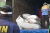 Video BNN Gerebek Gudang Narkoba 200 Kg di Tangerang