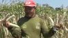 Jagung Siap Panen Diserang Hama Tikus, Petani di Lamongan Menjerit