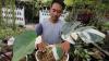 Langka di Pasaran, Tanaman Philodendron Monstera Dijual hingga Rp4 Juta - Bagian 1
