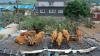 Puluhan Sapi Hinggap di Atap Rumah saat Banjir di Korea, Begitu Air Surut Tak Bisa Turun
