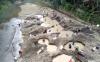 Sempat Ramai, Aktivitas Penambang Emas di Sungai Tajum Banyumas Dihentikan