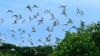 Hamparan Pohon Mangrove Taman Nasional Alas Purwo Jadi Habitat Burung Kuntul - Bagian 1
