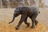 Proses Kelahiran Disiarkan Langsung, Bayi Gajah Ini Diberi Nama Zoom