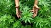 Mentan Tetapkan Ganja Jadi Tanaman Obat, Mau Direvisi?