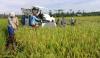 Bangun Food Estate, Kementerian PUPR Dapat Lebihan Anggaran