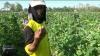Harga Anjlok, Sayuran Petani Dijual ke ASN Jateng agar Tak Merugi